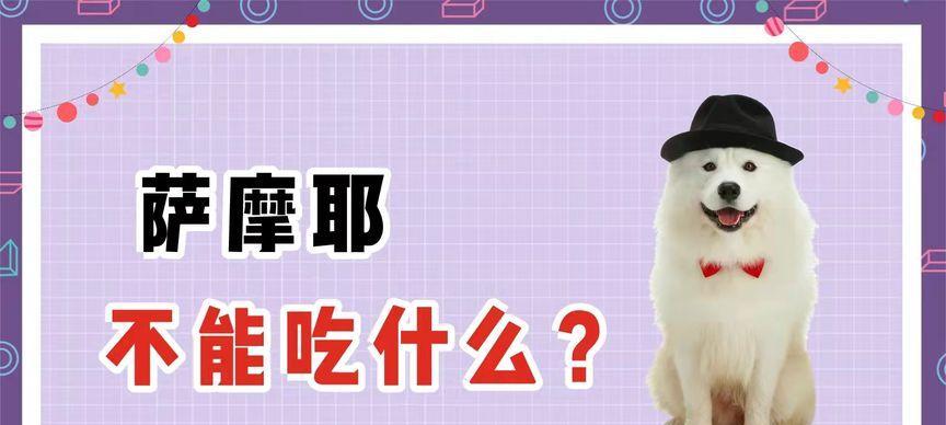 10个让猫咪快速适应新家的暖心技巧