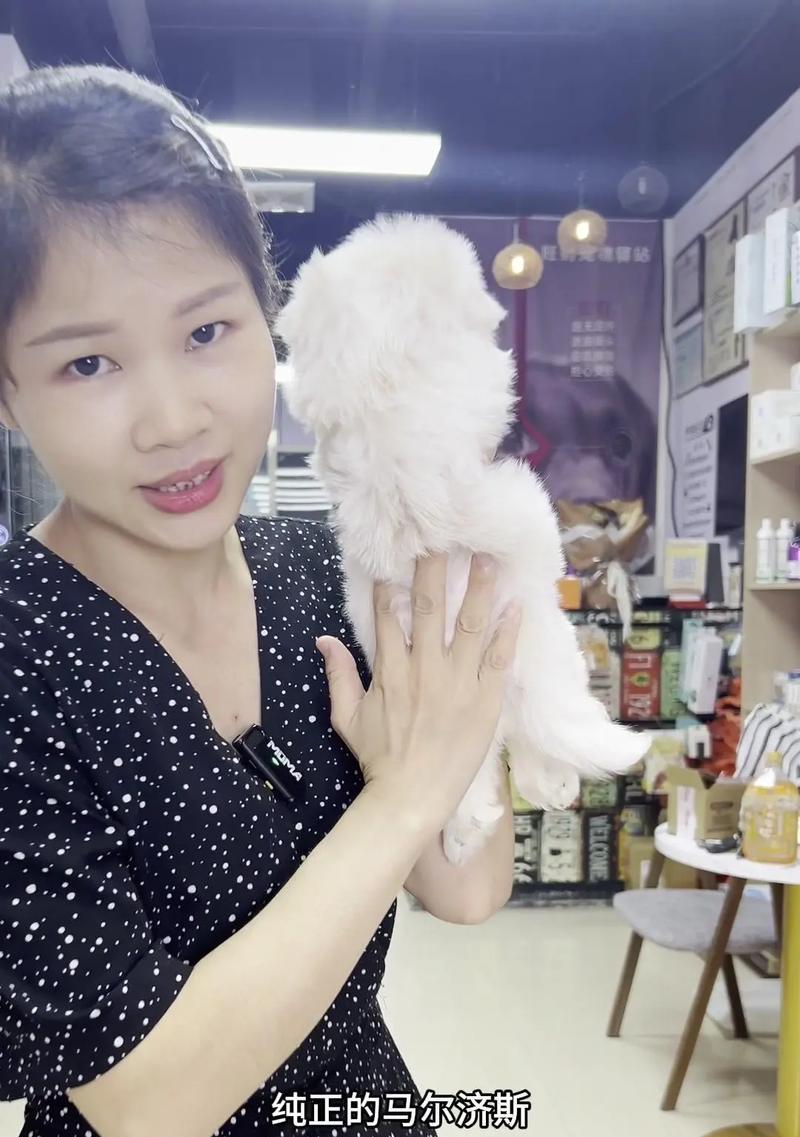 多宠物家庭如何促进宠物社交