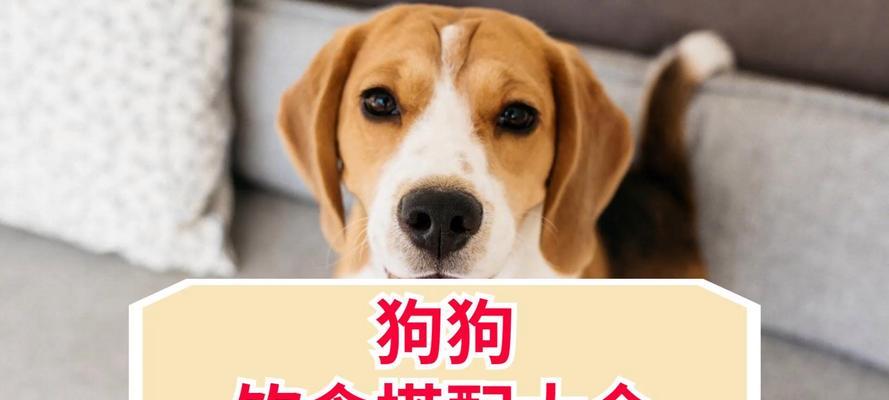 新手养猫 如何选择合适的猫砂和猫砂盆